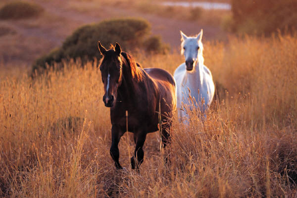 http://www.zviratacelebrity.estranky.cz/img/original/19/2-20-20horses.jpg