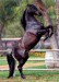 plakaty-andalucian-stallion-2243.jpg